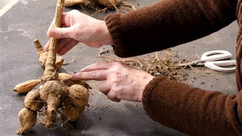 how to separate dahlias.